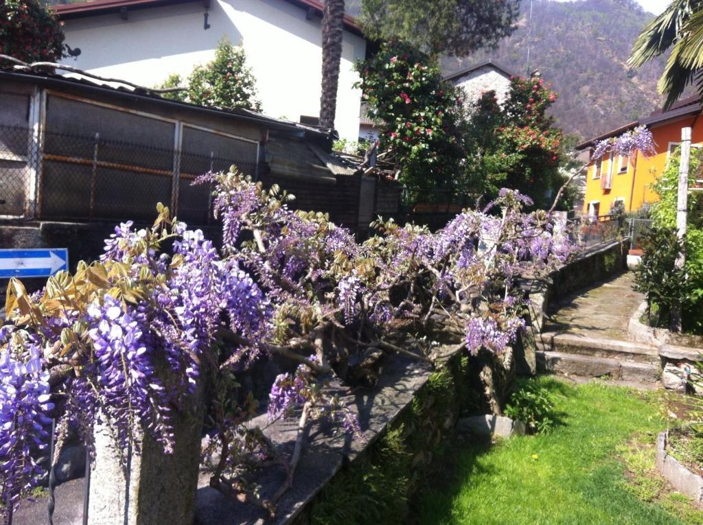 B&B Villa Dei Pini Cannobio Eksteriør billede