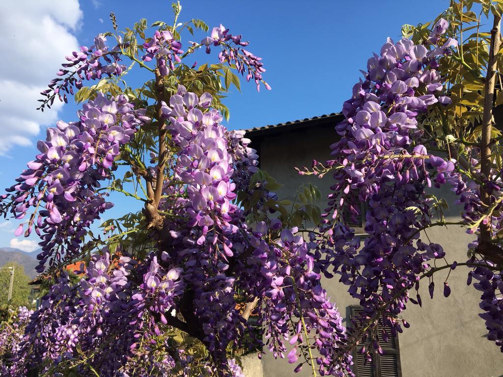 B&B Villa Dei Pini Cannobio Eksteriør billede