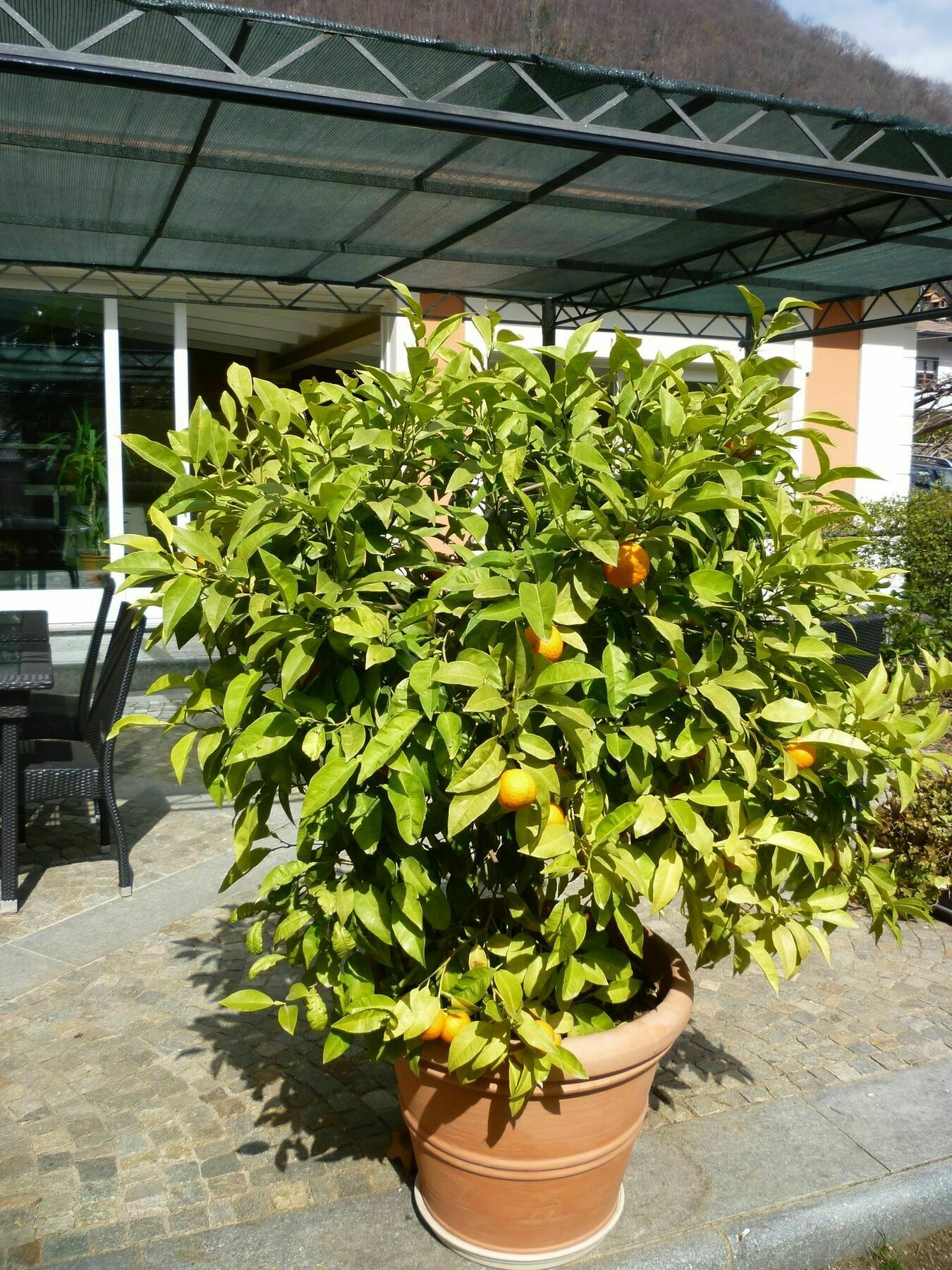 B&B Villa Dei Pini Cannobio Eksteriør billede